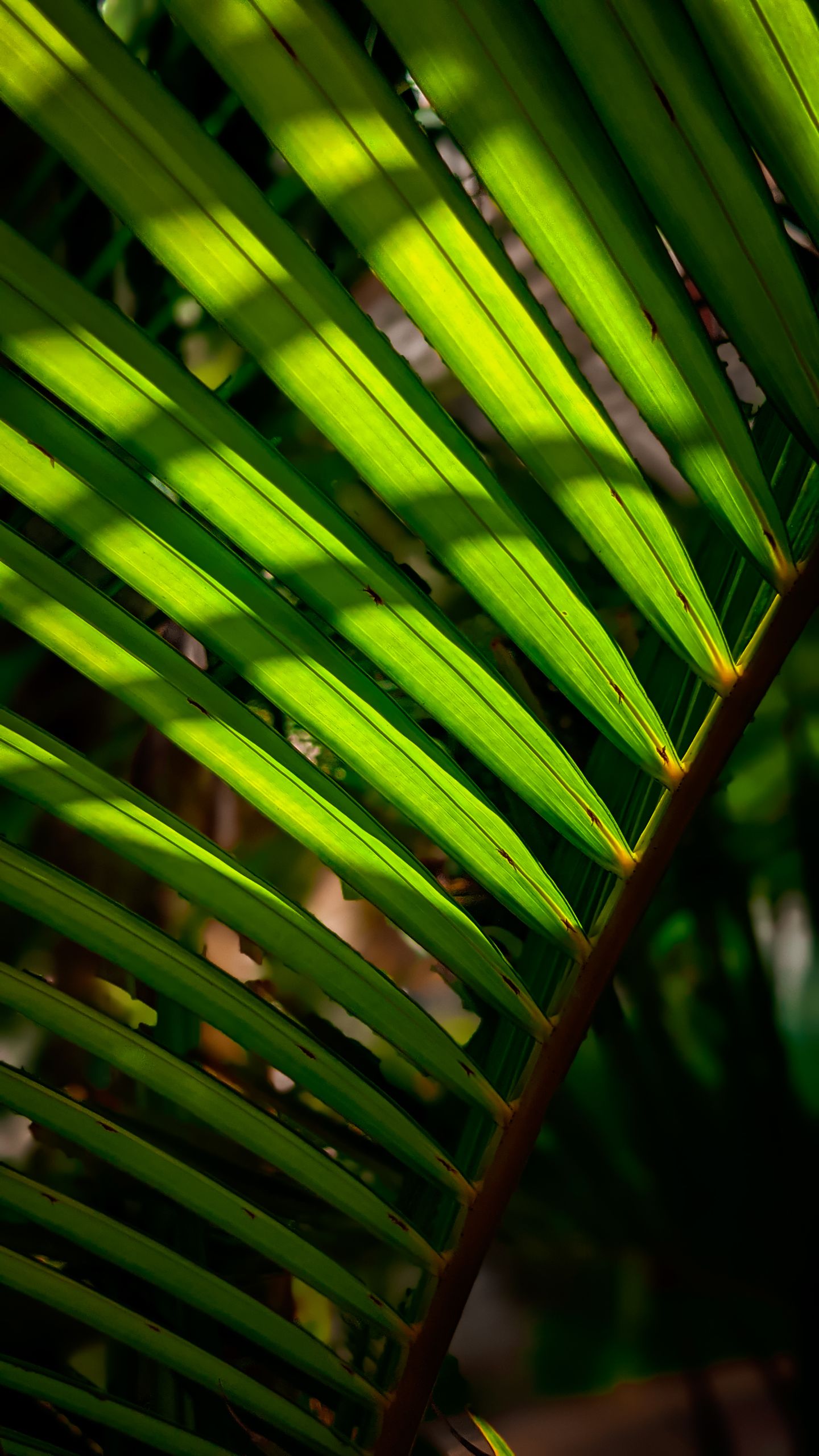 Close-up of a vibrant green palm leaf with sunlight creating dramatic shadows.