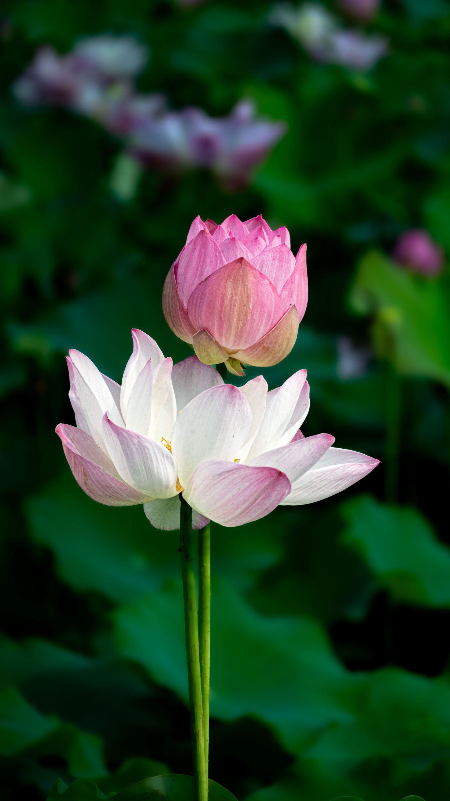 Stunning pink and white lotus flowers blooming in Hangzhou, China.